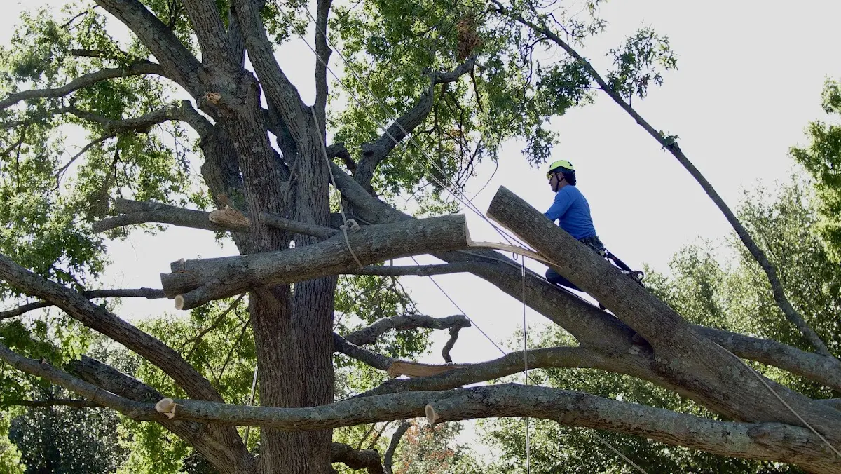 Professional Crown Thinning performed by certified arborists in Pierce