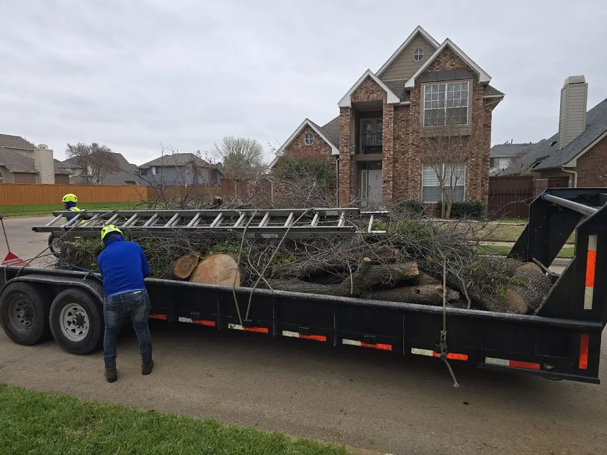 Expert Tree Pest Control with proper safety equipment in Pierce